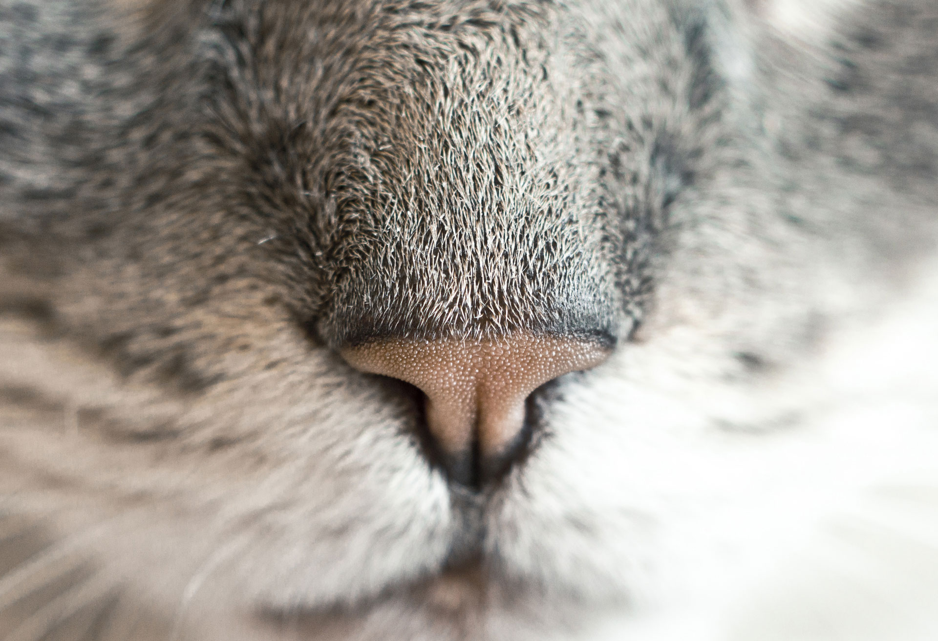 Cat nose